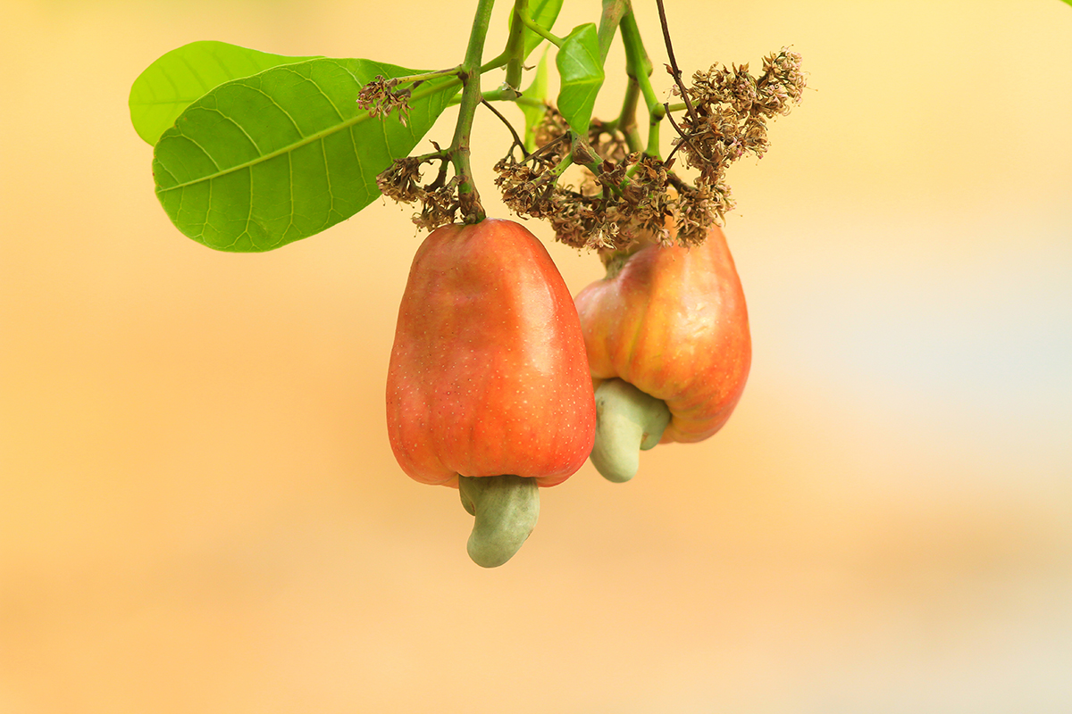 cashew fruit