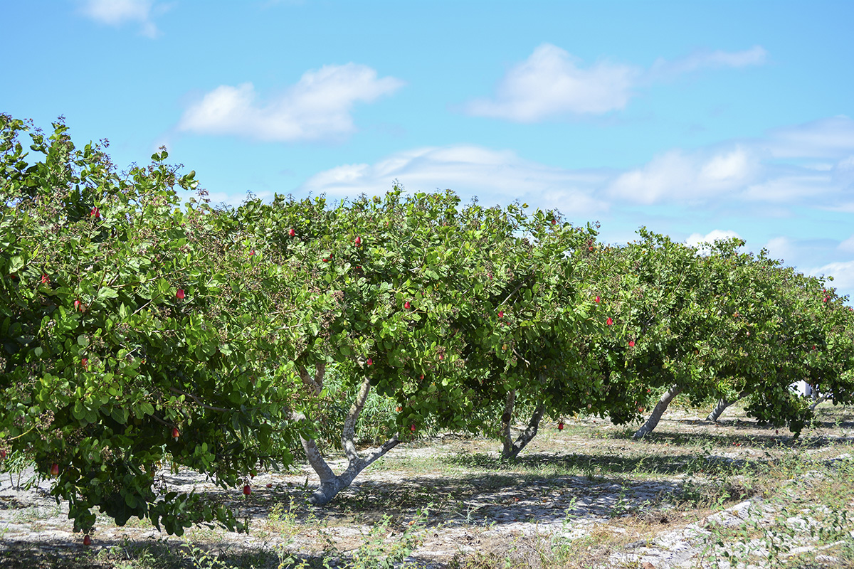 cashew trees