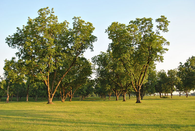 pecan tree