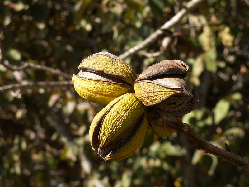 Pecans on the tree